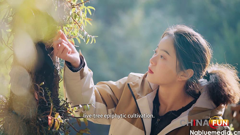 短视频(英文版):一片红杉林  斛开万朵金 